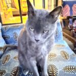 ジンバブエ猫