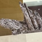 トウモロコシの化石