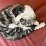 猫は球体