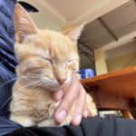 チャチャちゃん