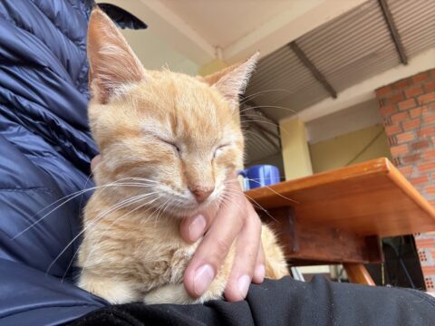 チャチャちゃん