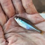 釣り