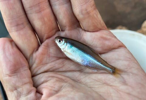 釣り